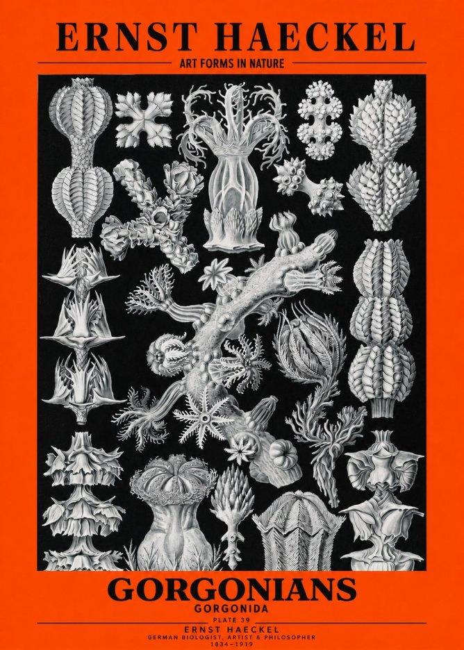 Ernst Haeckel Gorgonians No3 - Poszter