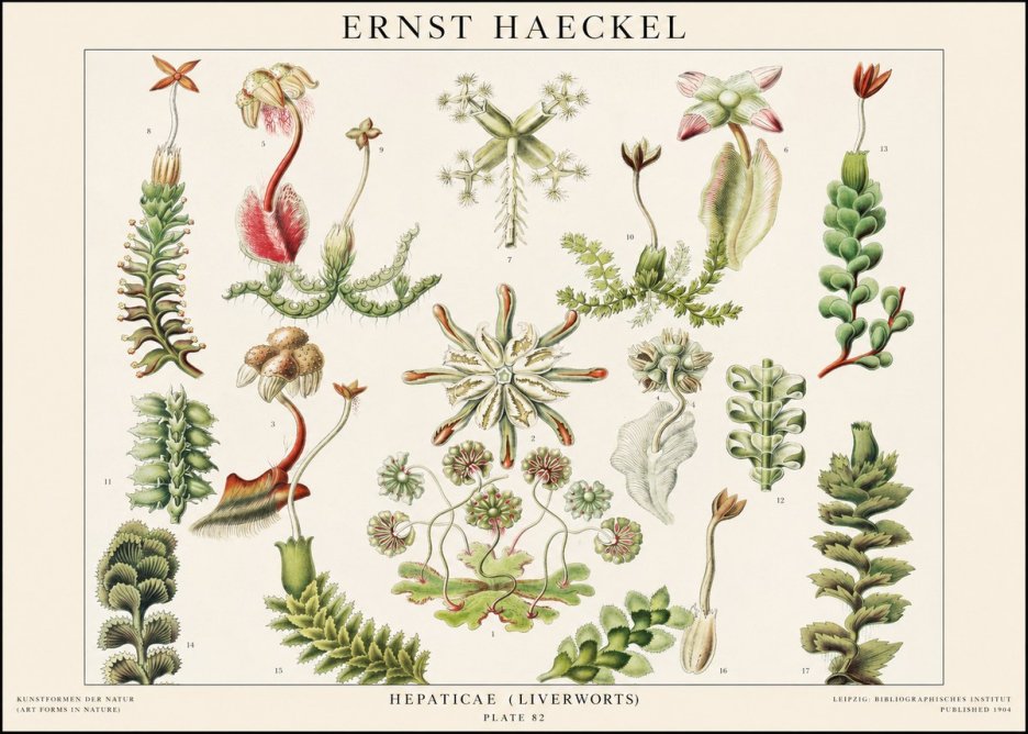 Ernst Haeckel Hepaticae (Liverworts) - Plate 82 No1 - Poszter