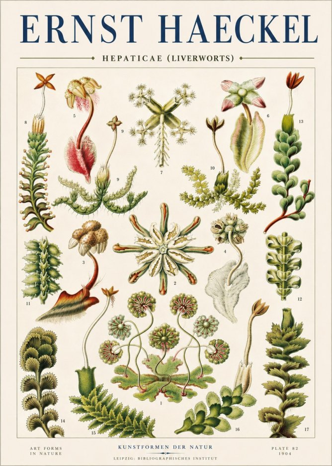 Ernst Haeckel Hepaticae (Liverworts) - Plate 82 No4 - Poszter