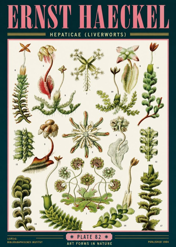 Ernst Haeckel Hepaticae (Liverworts) - Plate 82 No6 - Poszter