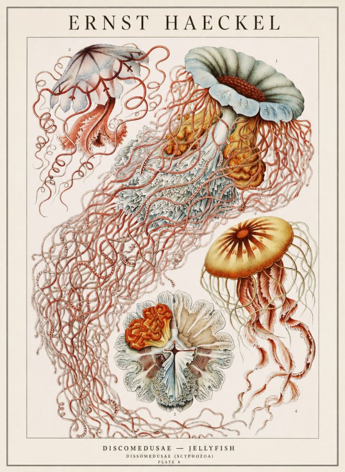 Ernst Haeckel Discomedusae — Jellyfish No1 - Poszter