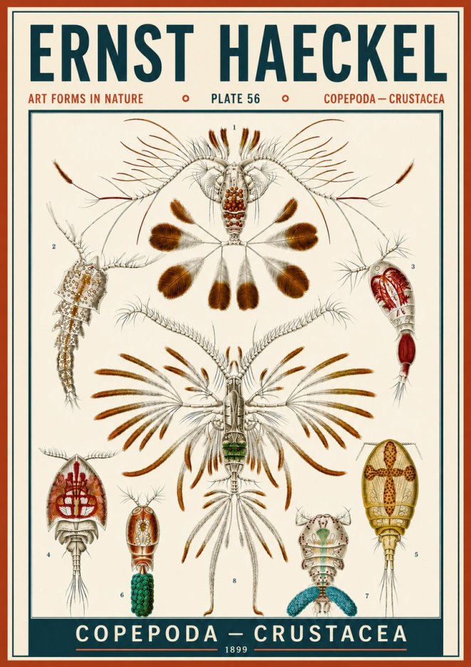 Ernst Haeckel Copepoda — Crustacea Plate 56 No6 - Poszter