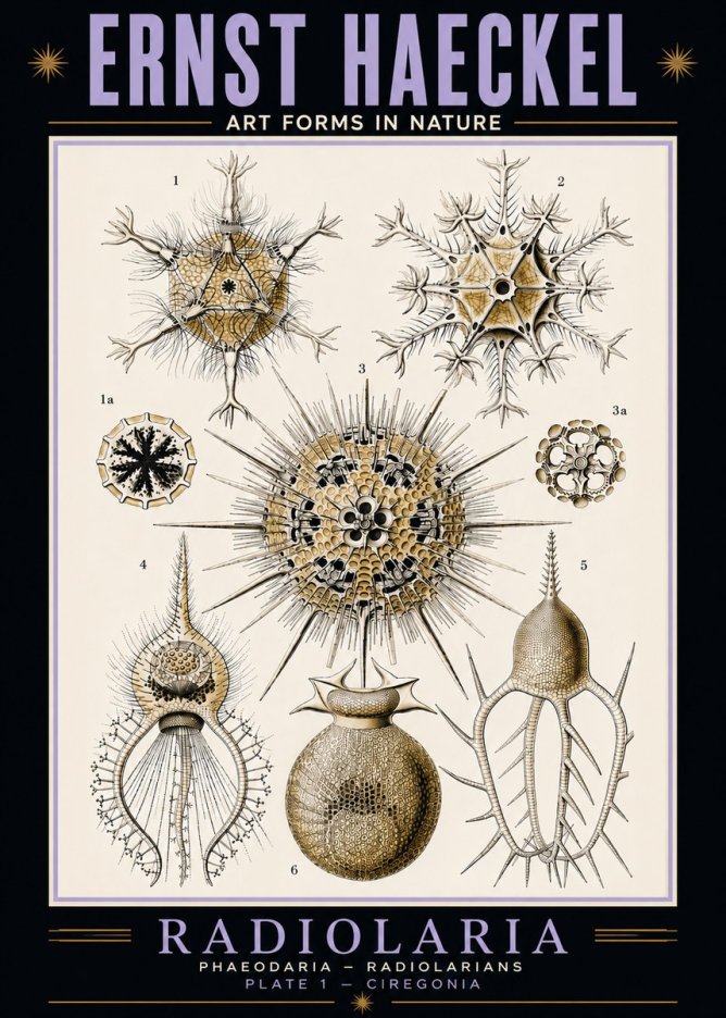 Ernst Haeckel Radiolaria - Plate 1 - Ciregonia No5 - Poszter