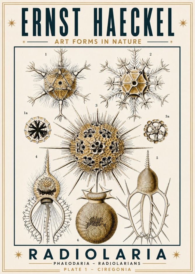 Ernst Haeckel Radiolaria - Plate 1 - Ciregonia No6 - Poszter