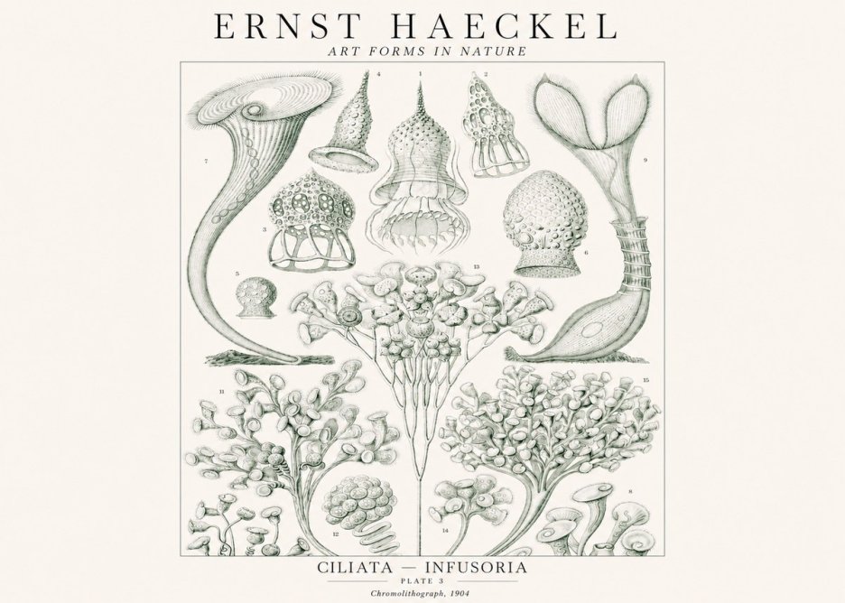 Ernst Haeckel Ciliata - Infusoria - Plate 3 No1 - Poszter