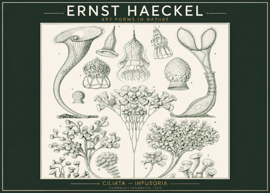 Ernst Haeckel Ciliata - Infusoria - Plate 3 No2 - Poszter