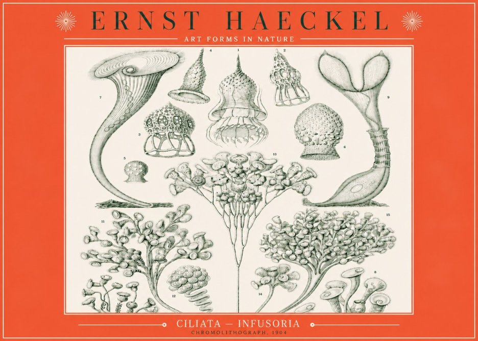 Ernst Haeckel Ciliata - Infusoria - Plate 3 No3 - Poszter
