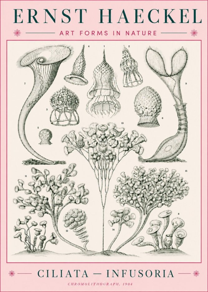 Ernst Haeckel Ciliata - Infusoria - Plate 3 No5 - Poszter