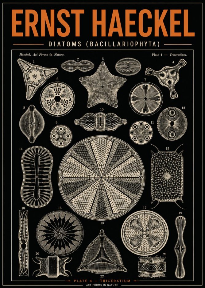 Ernst Haeckel Diatoms (Bacillariophyta) Plate 4 – Triceratium No4 - Poszter