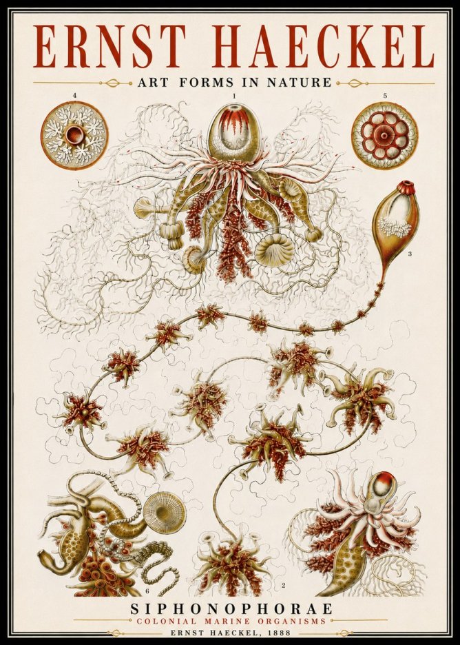 Ernst Haeckel Siphonophorae No6 - Poszter