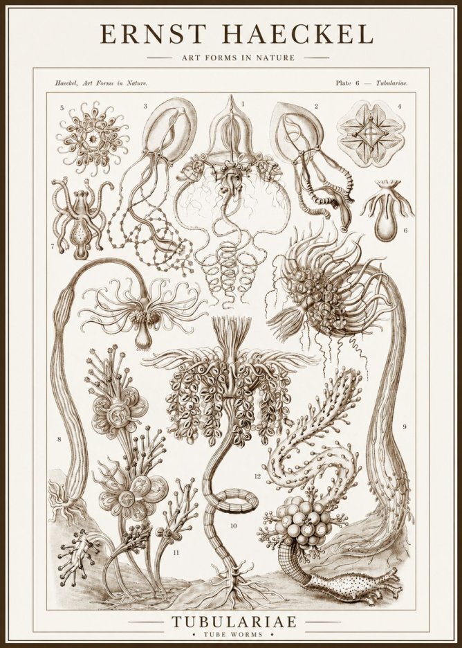Ernst Haeckel Tubulariae No1 - Poszter
