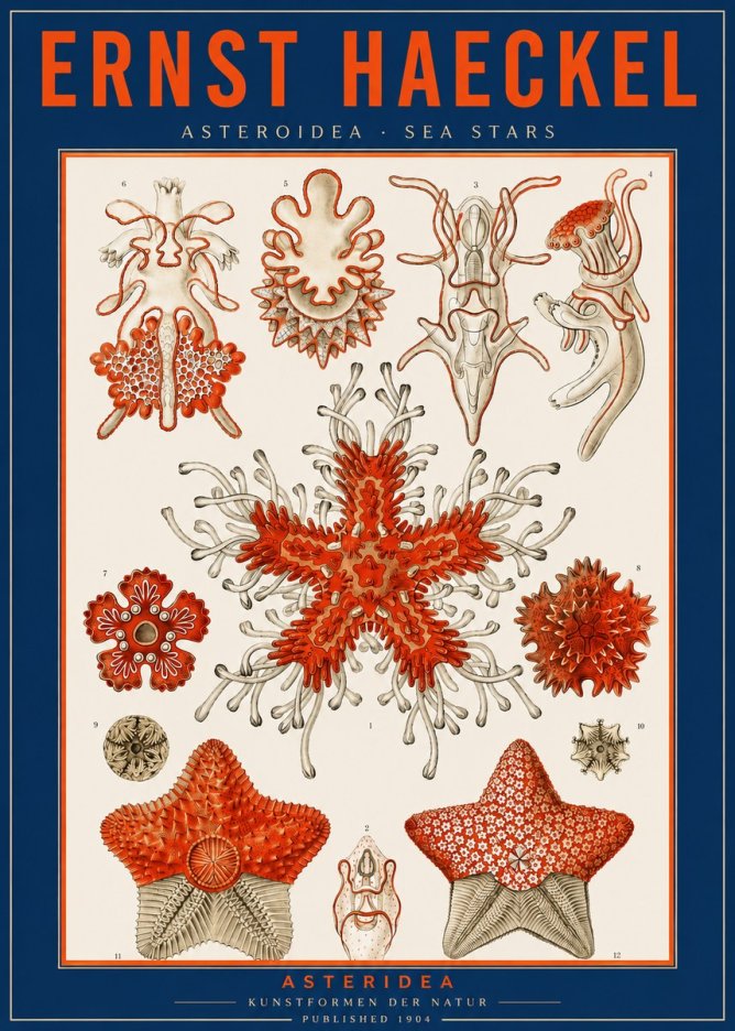 Ernst Haeckel Asteroidea. Sea Stars No2 - Poszter