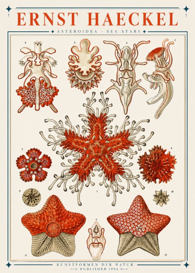 Ernst Haeckel Asteroidea. Sea Stars No3 - Poszter