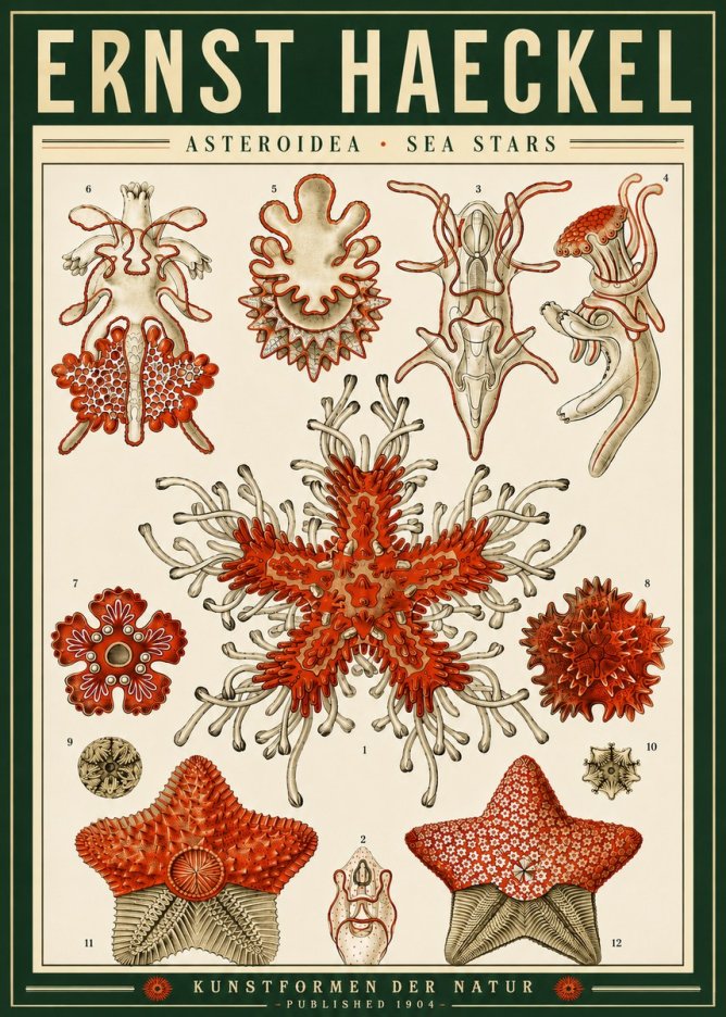 Ernst Haeckel Asteroidea. Sea Stars No4 - Poszter