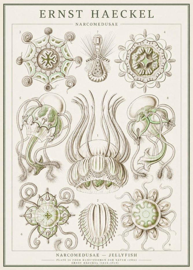 Ernst Haeckel Narcomedusae - Jellyfish No1 - Poszter