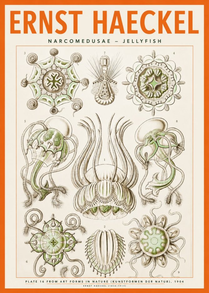 Ernst Haeckel Narcomedusae - Jellyfish No2 - Poszter