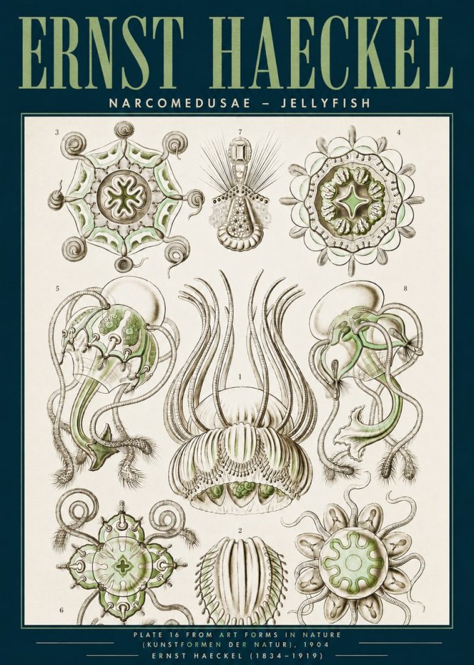 Ernst Haeckel Narcomedusae - Jellyfish No3 - Poszter