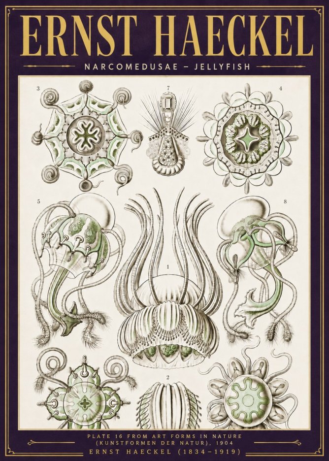 Ernst Haeckel Narcomedusae - Jellyfish No6 - Poszter
