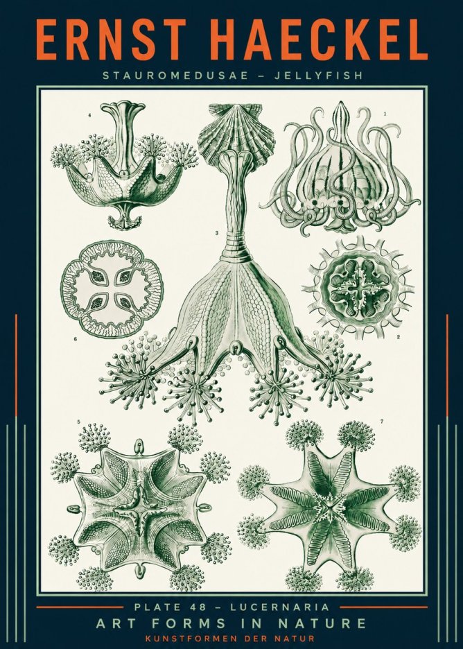 Ernst Haeckel Stauromedusae – Jellyfish No2 - Poszter