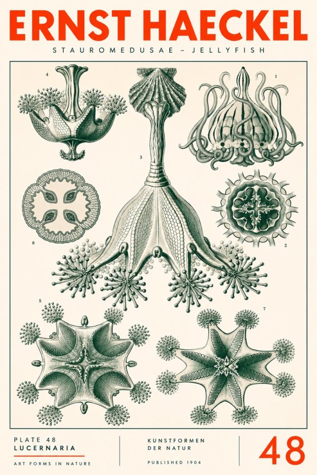 Ernst Haeckel Stauromedusae – Jellyfish No3 - Poszter
