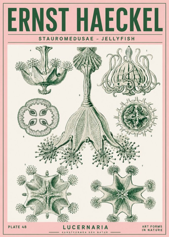 Ernst Haeckel Stauromedusae – Jellyfish No4 - Poszter