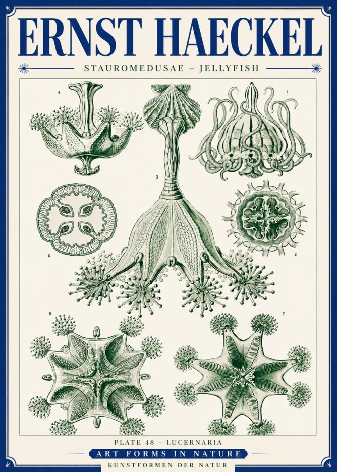 Ernst Haeckel Stauromedusae – Jellyfish No6 - Poszter