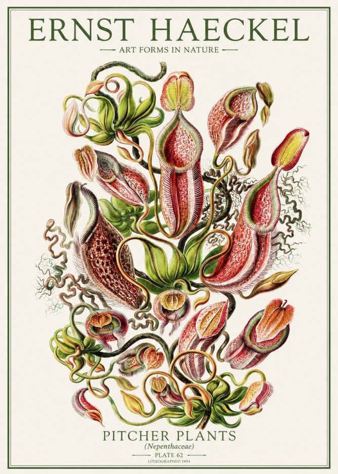 Ernst Haeckel Pitcher Plants No1 - Poszter