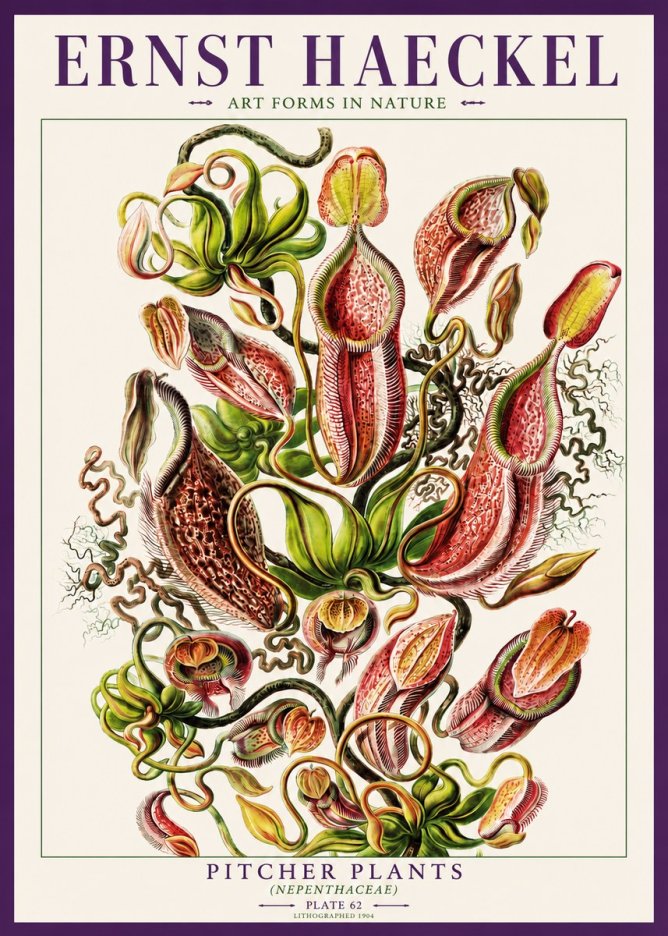 Ernst Haeckel Pitcher Plants No3 - Poszter