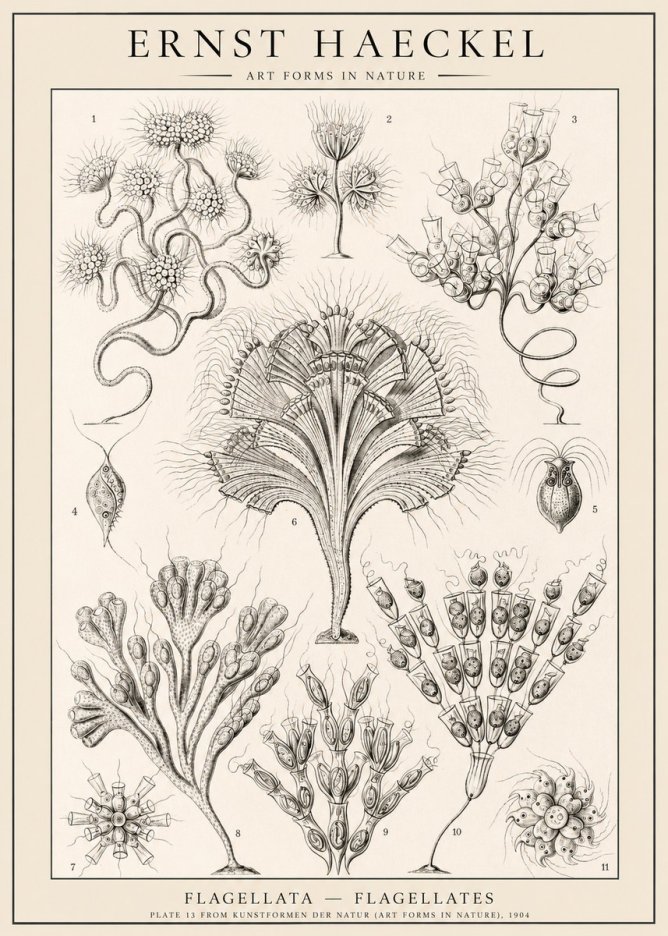 Ernst Haeckel Flagellata - Flagellates No1 - Poszter