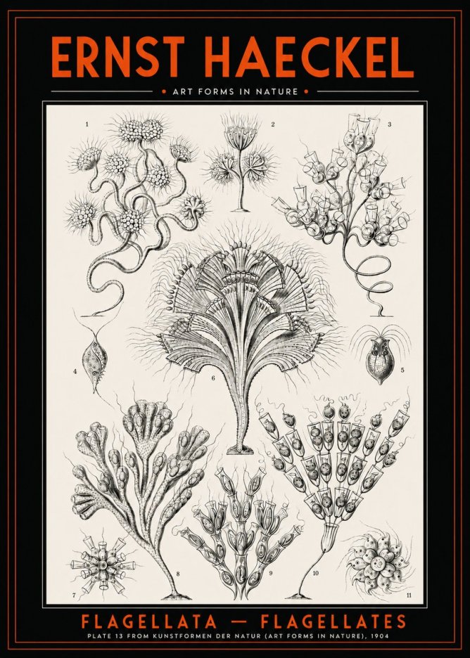 Ernst Haeckel Flagellata - Flagellates No2 - Poszter