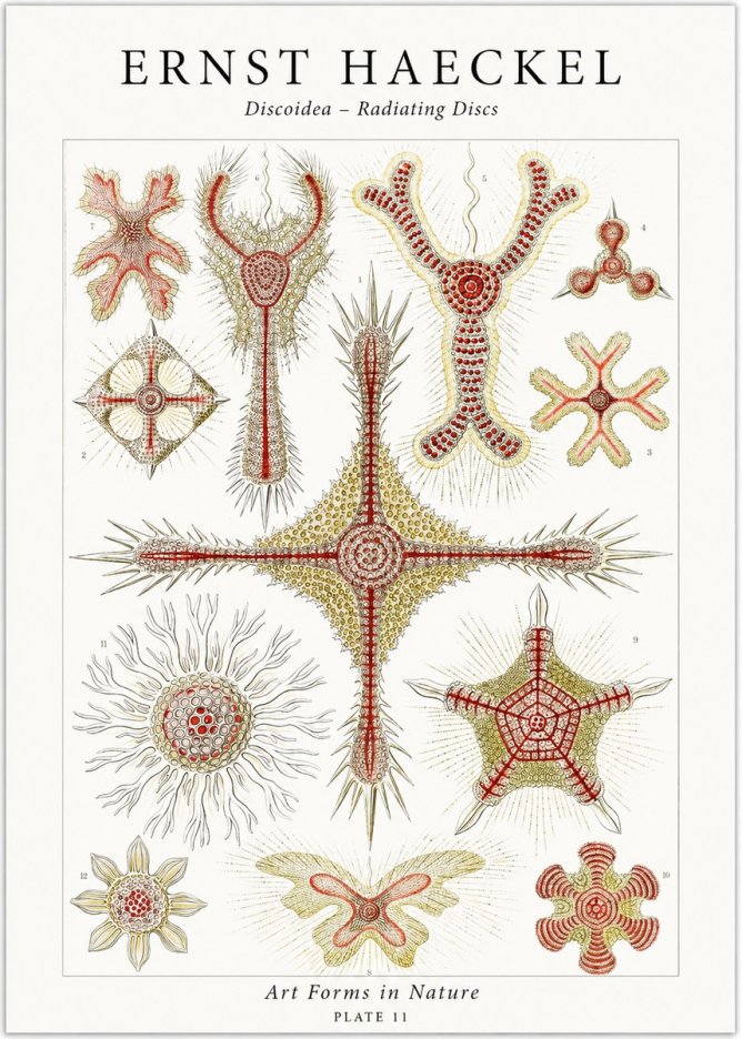 Ernst Haeckel Discoidea – Radiating Discs No1 - Poszter