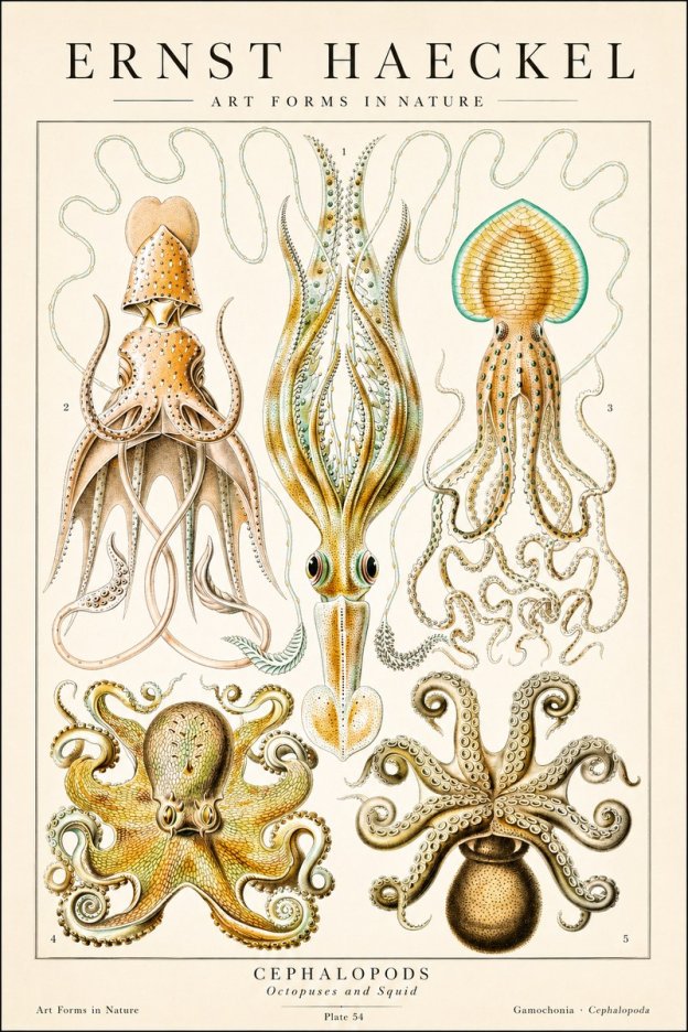 Ernst Haeckel Cephalopods Octopuses and Squid No1 - Poszter