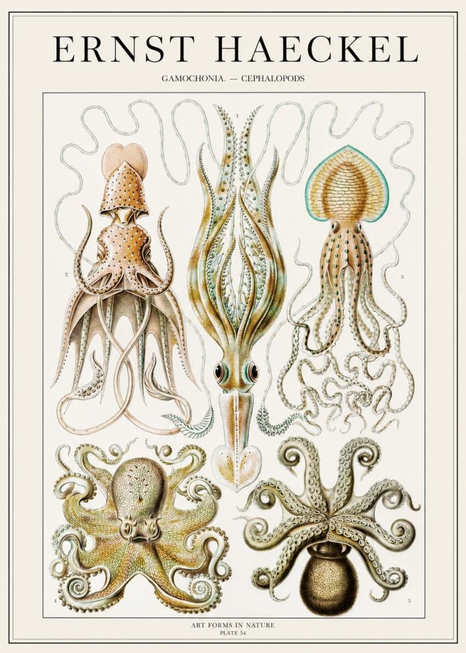 Ernst Haeckel Cephalopods Octopuses and Squid No2 - Poszter