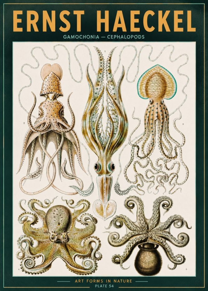 Ernst Haeckel Cephalopods Octopuses and Squid No3 - Poszter