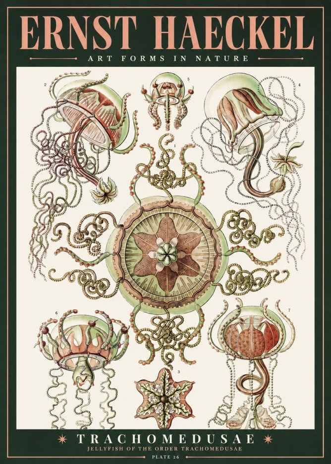 Ernst Haeckel Trachomedusae No2 - Poszter