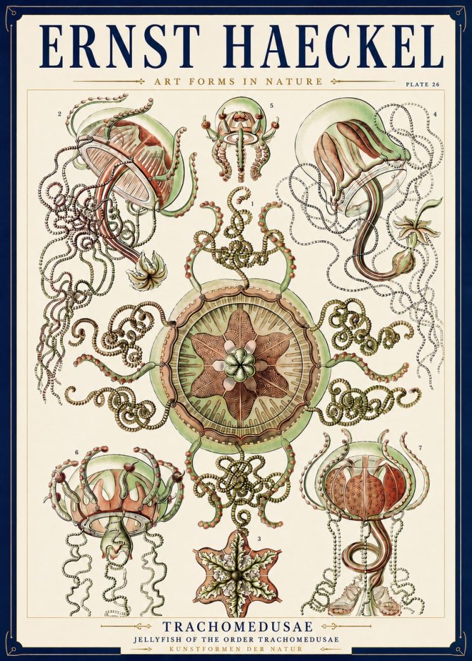 Ernst Haeckel Trachomedusae No3 - Poszter