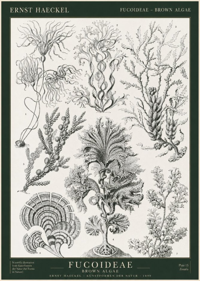 Ernst Haeckel Fucoideae - Brown Algae No1 - Poszter