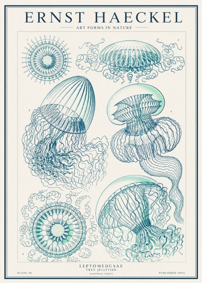 Ernst Haeckel Leptomedusae True Jellyfish No1 - Poszter