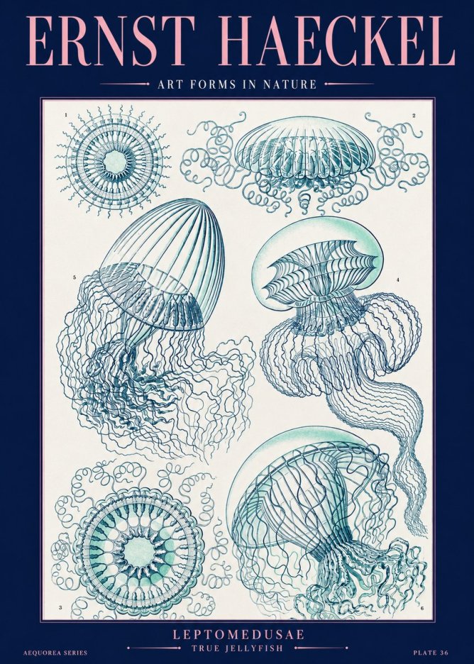 Ernst Haeckel Leptomedusae True Jellyfish No2 - Poszter