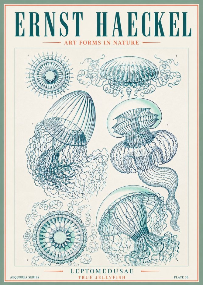 Ernst Haeckel Leptomedusae True Jellyfish No3 - Poszter