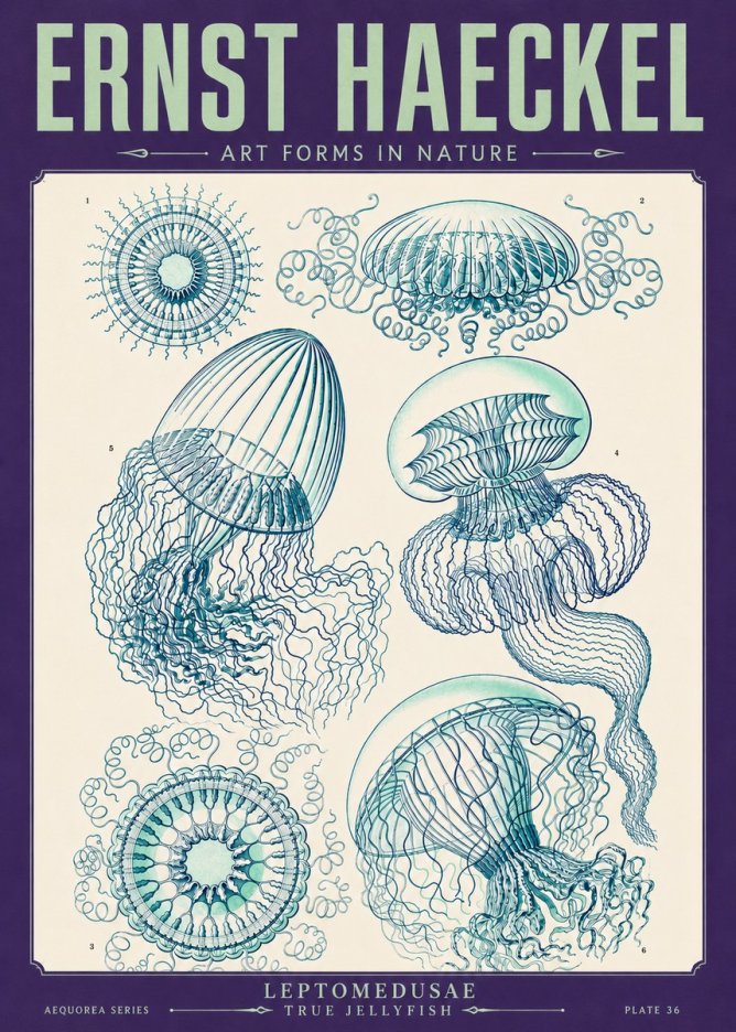 Ernst Haeckel Leptomedusae True Jellyfish No4 - Poszter