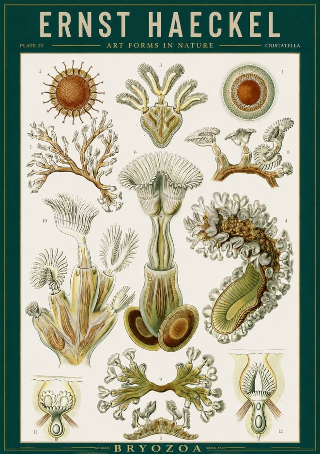 Ernst Haeckel Cristatella No2 - Poszter