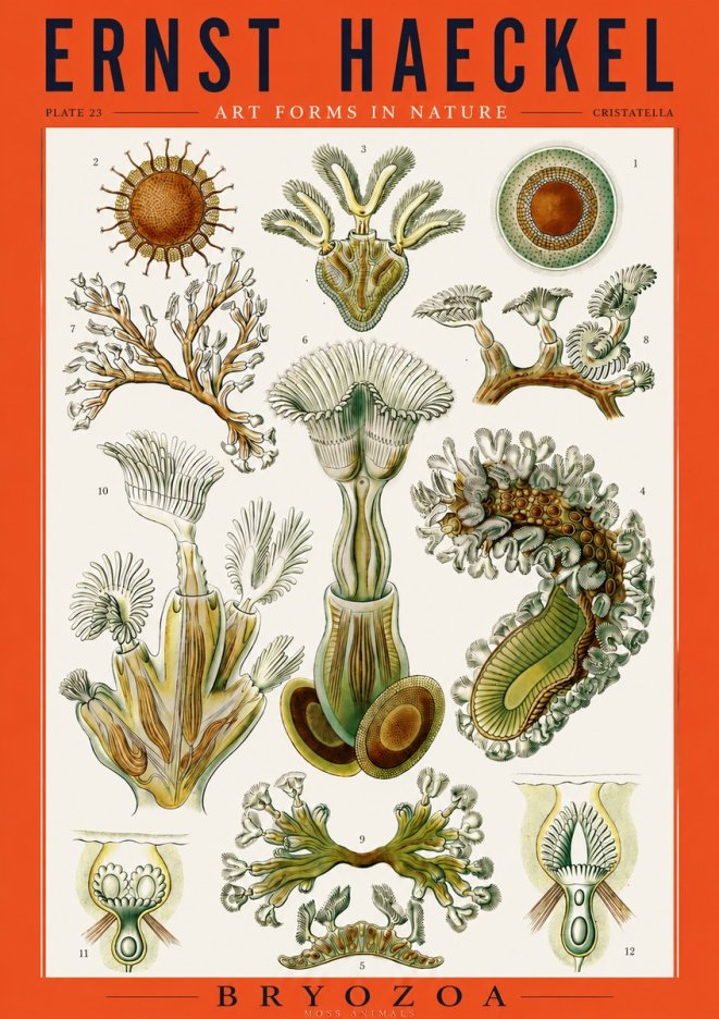 Ernst Haeckel Cristatella No3 - Poszter