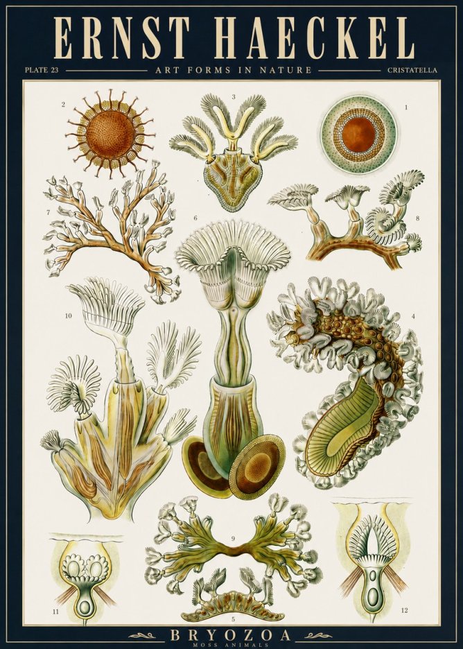 Ernst Haeckel Cristatella No5 - Poszter