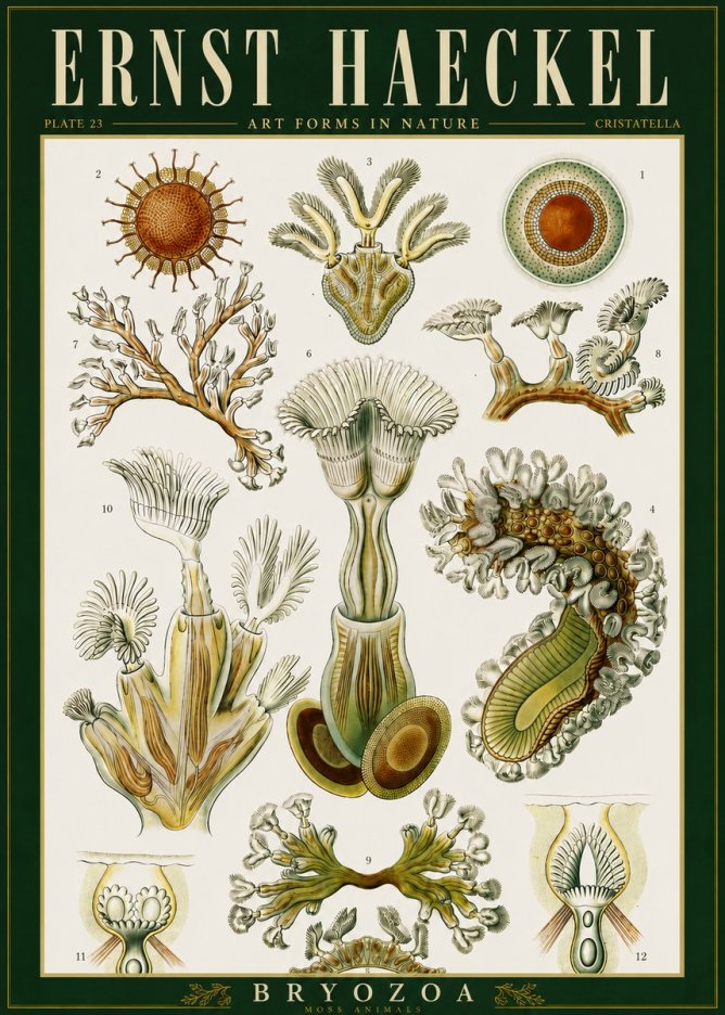 Ernst Haeckel Cristatella No6 - Poszter