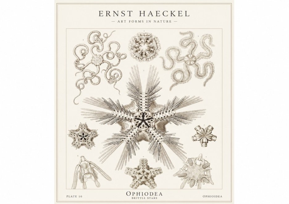 Ernst Haeckel Ophiodea - Brittle Stars I No1 - Poszter