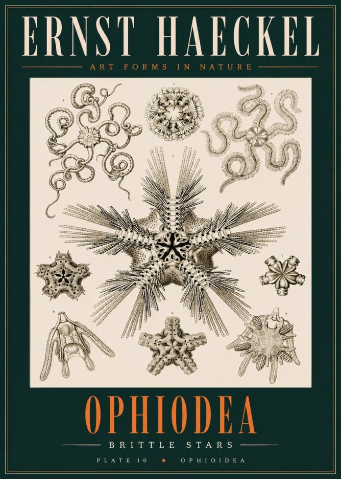 Ernst Haeckel Ophiodea - Brittle Stars I No2 - Poszter