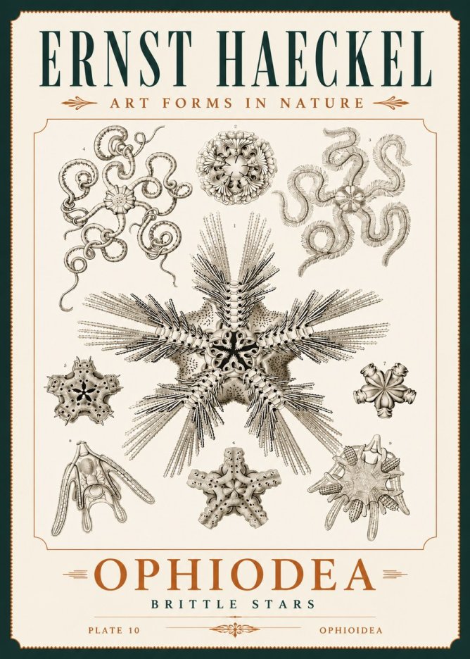 Ernst Haeckel Ophiodea - Brittle Stars I No4 - Poszter