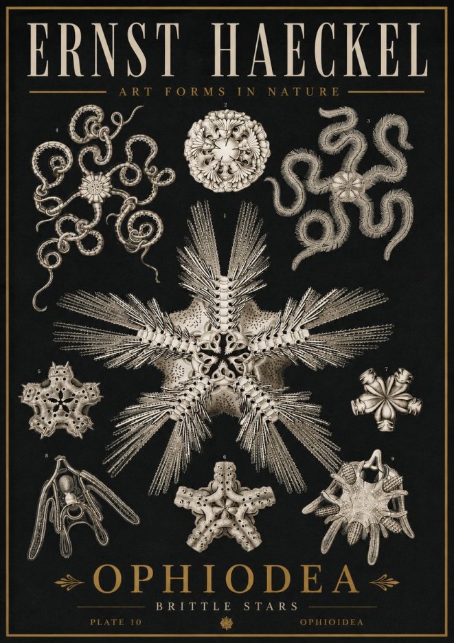 Ernst Haeckel Ophiodea - Brittle Stars I No5 - Poszter