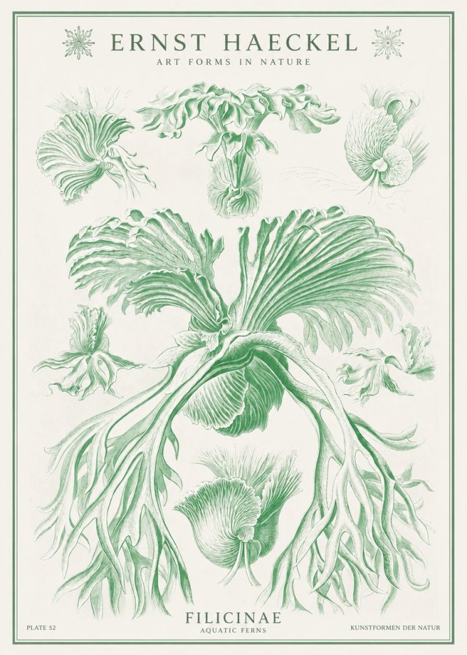 Ernst Haeckel Filicinae No1 - Poszter